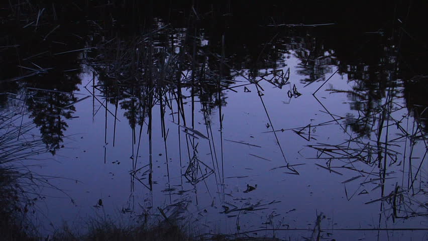 pine trees reflect in a pond at dusk 
