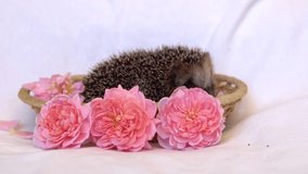 The Hedgehog is sleeping. The hedgehog fell asleep in the basket. Video postcard with an animal and flowers. High quality 4k footage