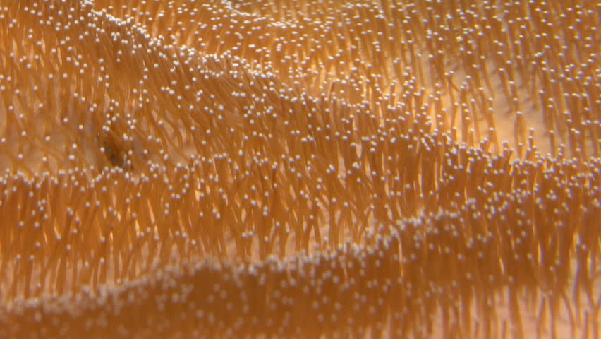 Live Coral Close up, good marine motion background.