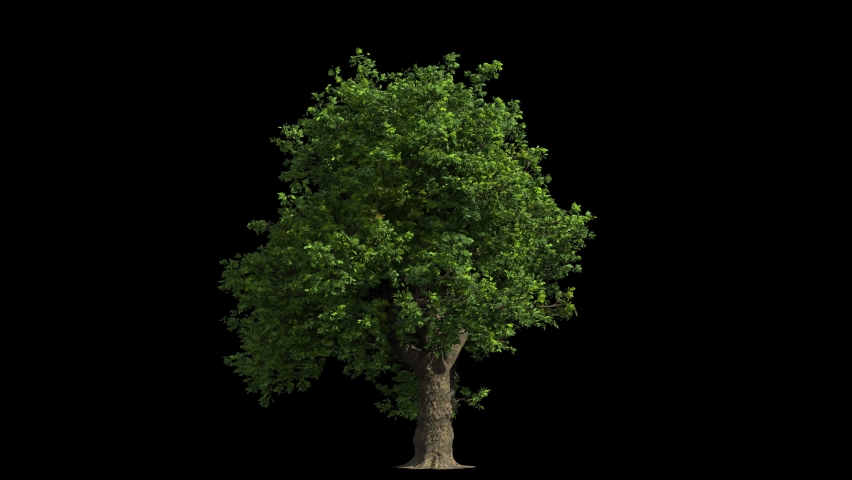 huge oak tree isolated on black with Luma matte, small wind blowing, seamless loop animation 4K Royalty-Free Stock Footage #1066805263