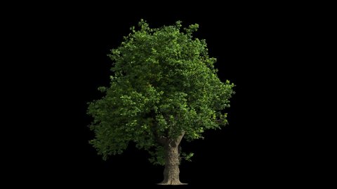 huge oak tree isolated on black with Luma matte, small wind blowing, seamless loop animation 4K