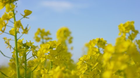 Videotaped with a field of canola blossoms.
Tilt-up shot of canola blossoms.
