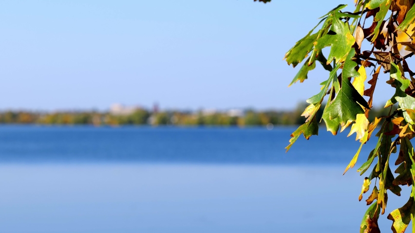 Autumn foliage leaves on a tree near the blue water of a beautiful Lake Irving, with zoom in toward Bemidj, Minnesota on a sunny autumn afternoon, with focus shifing from near to far.