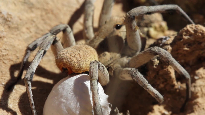 Wolf Spider with Egg Sack in the desert
, Close up shot , Judean Desert, Israel
