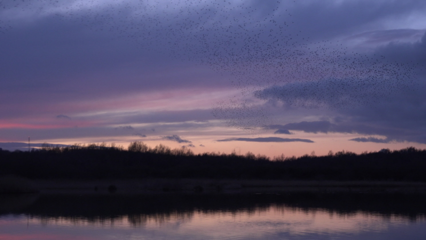 Evening sky and birds making shapes in the sunset pink and red sky beautiful nature scene in winter England UK 4K