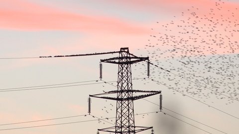 Thousands of birds roost on an electricity pylon in the evening light and fly off quickly UK 4K