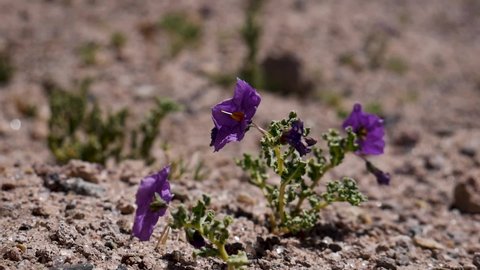 A beautiful purple flower in the desert