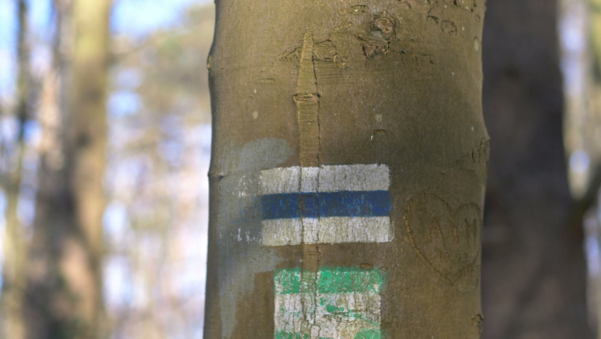 Sign Of A Tourist Trail On The Tree in 4K Slow motion 60fps