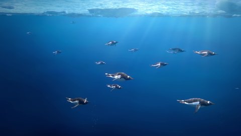 Many gentoo penguins swimming underwater in Antarctica, sunlight passing through the ice 