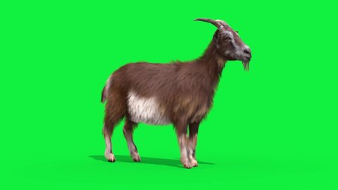 Goat Real Fur Green Screen Idle Loop Animals 3D Rendering Animation 4K