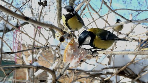 Hungry birds, Great tit or parus major, are pecking lard which hangs from branch in garden or backyard. Feeding birds on wintertime. Close-up.