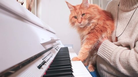 Fun way find immediate inspiration for next composition. Learn play electronic piano for big redhead Maine Coon breed cat. Fun leisure at home. Self-isolating creative behavior.