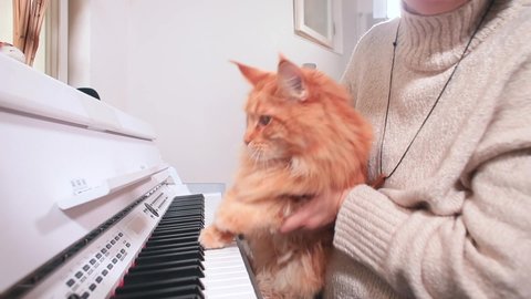 Leisure activities in your free time. Self-isolation entertainment creativity. A ginger cat plays piano with its paws while sitting on a woman's arms. Comic behavior.