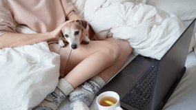 adorable cuddling woman and dog in white bed relaxing weekend morning. Watching online movies or series. Working remotely from home freelancer. Quarantine theme video footage. Relaxed love and trust