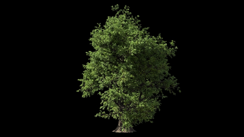 huge oak tree isolated on black, light wind blowing, seamless loop animation 4K Royalty-Free Stock Footage #1066829527