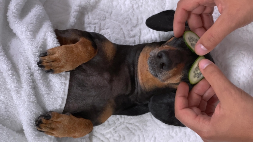 masseur put cucumber over his eyes dog dachshund, relaxed from spa procedures, covered with a towel. Wellness and spa weekend. vertical video Royalty-Free Stock Footage #1066830442
