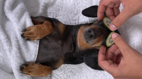 masseur put cucumber over his eyes dog dachshund, relaxed from spa procedures, covered with a towel. Wellness and spa weekend. vertical video