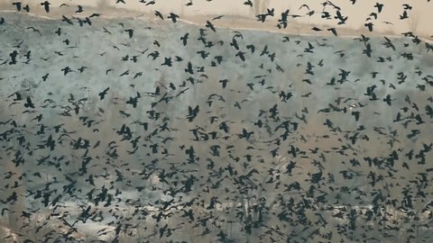 A huge flock of crows is flying in slow motion. Wild birds pattern. Flying birds. Nature background. Freedom concept.