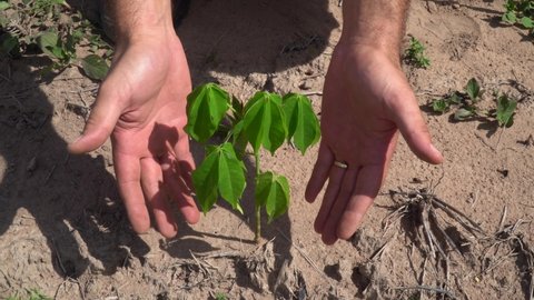 Close up of farmer hands showing seedling of native tree planted on soil for farm reforestation in Amazon, Brazil. Concept of agriculture, ecology, environment, conservation, deforestation.