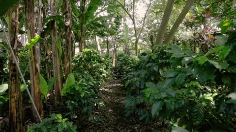 Plantation of coffee and bananas. Polyculture farm with green coffee bushes and tall trees.