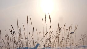 landscape winter a snowy field with grass. Christmas january morning natural background wildlife. winter field grass silhouette sunlight in snow - Powered by Shutterstock - Get 15% off with code: PIKWIZARD15