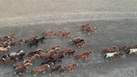 Wild Horses Running. Herd of horses, mustangs running on steppes to lake. 4k hdr slow motion 60 FPS