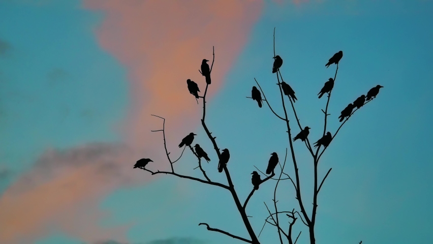 Flock of birds taking off from a tree, a flock of crows black bird dry tree. a huge flock of birds takes off from a dry tree slow motion video. flock of birds take off. surprise fun fright concept | Shutterstock HD Video #1066863394
