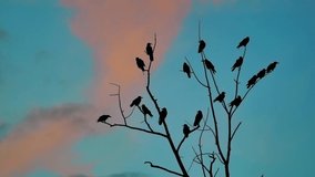 flock of birds taking off from a tree, a flock of crows black bird dry tree. a huge flock of birds takes off from a dry tree slow motion video. flock of birds take off. surprise fun fright concept
