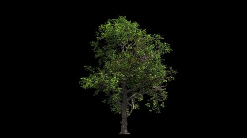 small oak tree isolated on black with Luma matte, light wind blowing, seamless loop animation 4K