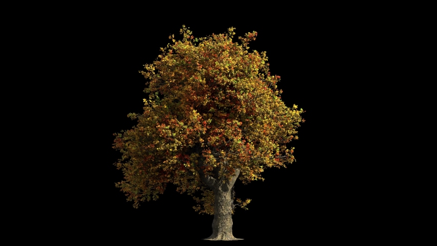 huge oak tree in autumn colours isolated on black with Luma matte, small wind blowing, seamless loop animation 4K Royalty-Free Stock Footage #1066863589