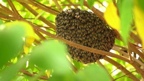 Bee honeycomb of bee insects on tree in nature, green leaf tree forground, close up macro bees flock in nest wild, natural organic honey for people, insects working on branch tree in garden wild