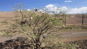 Strong wind blowing consumer garbage, used plastic bags stuck on branches of green tree at landfill. USA ecology, nature environment. Dramatic aerial of climate change, global warming concept video 4K