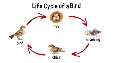 Life cycle of a finch bird showing all stages from egg to adult