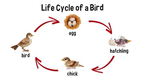 What is the life cycle of a pigeon