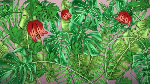 Tropical plants, loop-able from 20:00 to end. Monstera, Banana Palm. Leaves, ferns, flowers animation on pink background.
