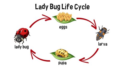 Life cycle of a common ladybug