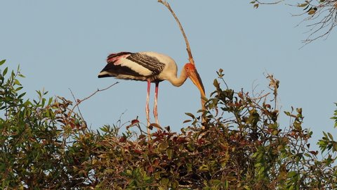 The painted stork bird and nest.