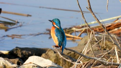 Common kingfisher (Alcedo atthis ispida) is sitting on branch for the fish hunting