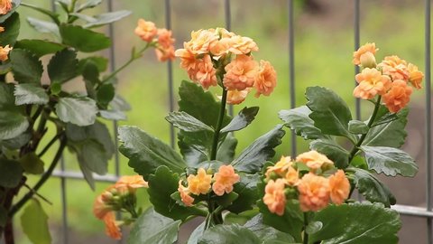 Kalanchoe blossfeldiana in very beautiful orange bloom