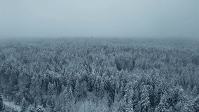 Flying over the winter snowy forest. Aerial video on a frosty winter sunny day.