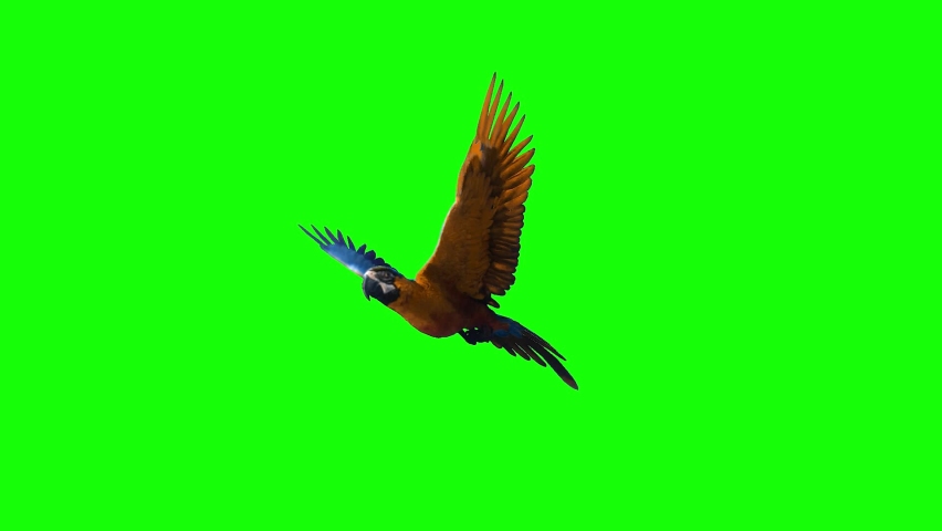 Macaw Parrot Flying on Green Screen | Shutterstock HD Video #1066878691