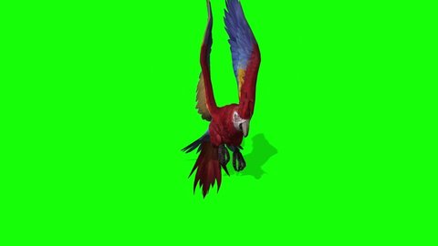 Macaw Parrot Flying on Green Screen