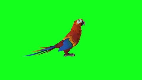 Macaw Parrot Looking on Green Screen