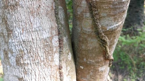 Termite nest infesting on bark tree

