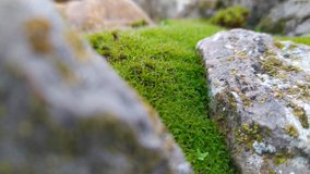 Selective focus on a finger tapping a bit of wet green moss between two stones with great blur