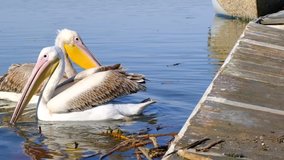 Slow motion video. Two piece of big birds pelicans swimming on the pond and lake. Small port made of stone in the video. Golyazi. Bursa. Turkey.