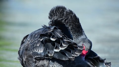 A black swan preening its feathers in the lake