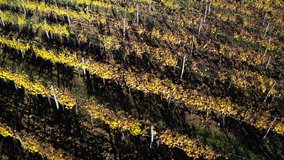 Flying above yellow Vineyard rows at the cold autumn after the harvesting completed. Italian Chianti region location. Viticulture or wine-growing agriculture 4K video.