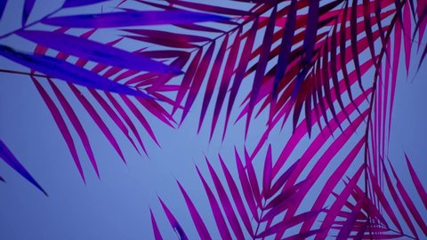 Vacation. VJ loop, animated footage.Tropical animated background. Palms on the beach. Beach Party. Pink and Violet.