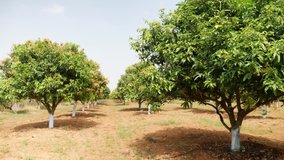 Full view of mango trees in field, clip of mango trees